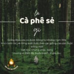 ẢNH GIẢI THÍCH CÀ PHÊ SẺ